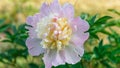 Pink peony flower head in garden with green Royalty Free Stock Photo