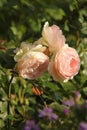 Soft pink, cupped blooms of delicate, shell-like beauty `Heritage` rose