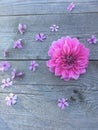 Soft pink dahlia flower on a old gray wooden background Royalty Free Stock Photo