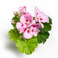 Soft pink with darker spots geranium flower blossoms with green leaves isolated on white background, geranium flower template Royalty Free Stock Photo