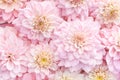 Soft pink delicate blossoming dahlias, summer blooming flowers festive background