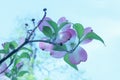 Soft pink dogwood bossoms on a branch in the springtime - blurred background Royalty Free Stock Photo