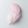 Soft Pink Feather on Light Background for Elegant Styling Royalty Free Stock Photo