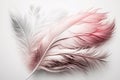 Soft pink feathers on a white background