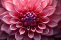 Soft Pink flower closeup. Generate Ai Royalty Free Stock Photo