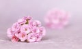 Soft pink flower floral nature greeting card, banner or background with copy space Royalty Free Stock Photo