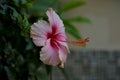 Pink flower emphasized - 16