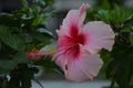 Pink flower emphasized - 21