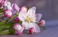 Soft pink flowers of apple tree lie on a wooden gray table on a blurred purple and pink background. Beautiful spring bokeh Royalty Free Stock Photo