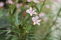 Soft pink flowers oleander plant Royalty Free Stock Photo