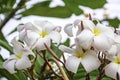 Soft pink flowers or Plumeria obtusa in garden Royalty Free Stock Photo