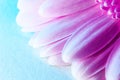 Soft pink gerbera flower close up. Pink Gerber macro view. Royalty Free Stock Photo