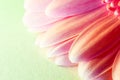 Soft pink gerbera flower close up. Pink Gerber macro view. Royalty Free Stock Photo