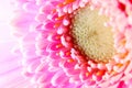 Soft pink gerbera flower close up. Pink Gerber macro view. Royalty Free Stock Photo