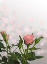 Soft pink and grey bokeh rose valentines day card background with stem and leaves