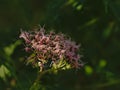Soft pink hemp-agrimony flower - Eupatorium cannabinum Royalty Free Stock Photo