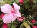 Soft pink hibiscus in a garden