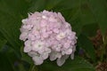 Soft pink hortensia flower with green leaves Royalty Free Stock Photo