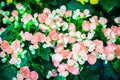 Soft pink hybrid Rieger begonias (Begonia x hiemalis) are called