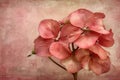 Soft Pink Hydrangea Bloom, Tranquil Floral Still Life on a Pastel Textured Background Royalty Free Stock Photo