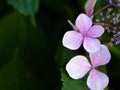 Soft pink Hydrangea flower isolated on natural dark green background. Royalty Free Stock Photo