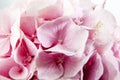 Soft pink Hydrangea Hydrangea macrophylla or Hortensia flower. Royalty Free Stock Photo