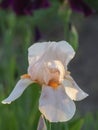 A soft pink iris flower blooms against the background of flowers in the spring garden. Beautiful Flower Greeting card Royalty Free Stock Photo