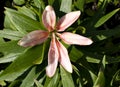 Soft pink Lily with drops of dew Royalty Free Stock Photo