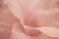 Soft pink lily flower petals closeup Royalty Free Stock Photo