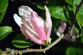 Soft pink magnolia soulangeana saucer magnolia flower, close up detail side view, soft dark green blurry leaves Royalty Free Stock Photo