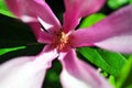 Soft pink magnolia soulangeana saucer magnolia flower widely open petals, pestle close up detail top view Royalty Free Stock Photo