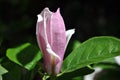 Soft pink magnolia soulangeana saucer magnolia flower bud, close up detail top view, green blurry leaves background Royalty Free Stock Photo