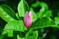 Soft pink magnolia soulangeana saucer magnolia flower bud, close up detail top view, soft dark green blurry leaves Royalty Free Stock Photo