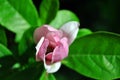 Soft pink magnolia soulangeana saucer magnolia flower bud, close up detail top view Royalty Free Stock Photo