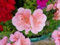 Soft pink pelargonium flower closeup with leaves in outdoor garden.