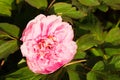 Soft Pink Peony Blossom Flower in Spring in the Month of April