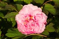 Soft Pink Peony Blossom Flower in Spring in the Month of April