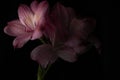 Soft Pink Peruvian Lily Flower Royalty Free Stock Photo