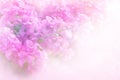 Soft pink and purple Bougainvillea flower with filter soft background Royalty Free Stock Photo