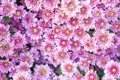 The Soft pink purple Chrysanthemum flowers nature abstract background Royalty Free Stock Photo