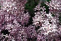 Soft Pink, Purple Lilac Flowers, Close Up Detail, Blurry Background