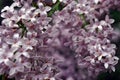 Soft Pink, Purple Lilac Flowers, Close Up Macro Detail, Blurry Background