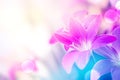 Soft pink rain lilly flower romance background