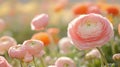 A Soft Pink Ranunculus Flower in Bloom with Other Flowers in Soft Focus in the Background Royalty Free Stock Photo