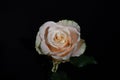 Soft pink rose. A beautiful birthday gift for a lady on a black background