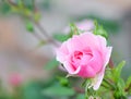 Soft pink rose Bonica with buds in the garden. Perfect for background of greeting cards for birthday, Valentine`s Day and Mother`s Royalty Free Stock Photo