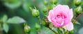 Soft pink rose Bonica with buds in the garden. Perfect for background of greeting cards for birthday, Valentine`s Day and Mother Royalty Free Stock Photo