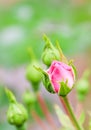 Soft pink rose Bonica with buds in the garden. Perfect for background of greeting cards for birthday, Valentine`s Day and Mother Royalty Free Stock Photo