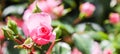 Soft pink rose Bonica with buds in the garden. Perfect for background of greeting cards for birthday, Valentine`s Day and Mother Royalty Free Stock Photo