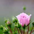 Pink rose Bonica with buds in the garden. Perfect for background of greeting cards Royalty Free Stock Photo